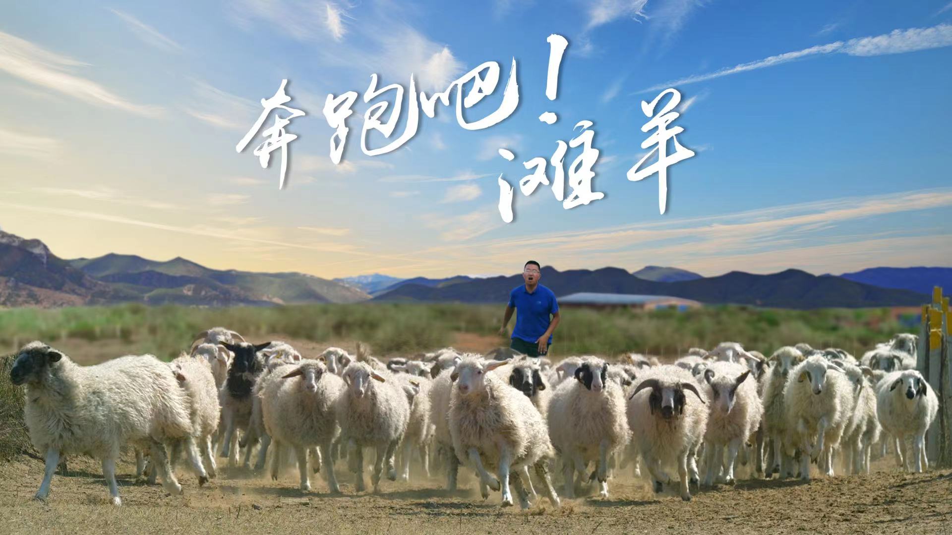2.奔跑吧滩羊横.jpg