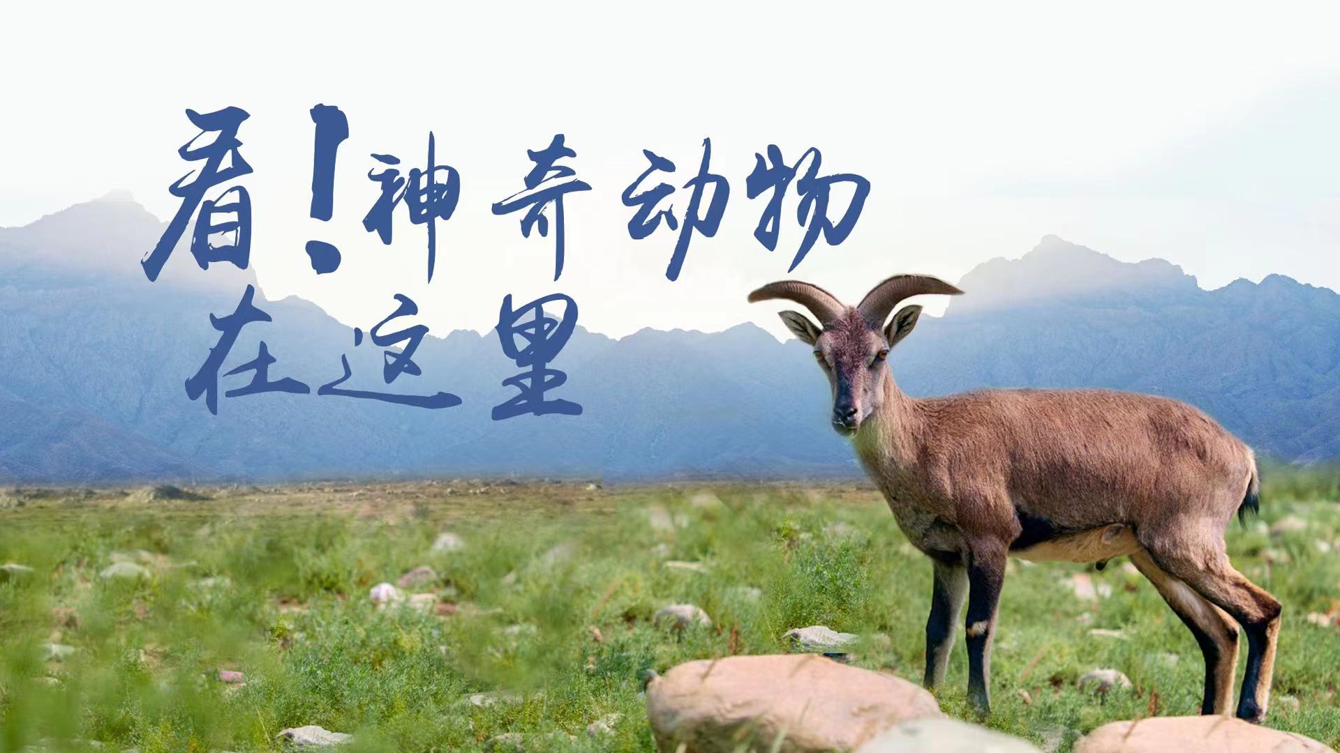 10看！神奇动物在这里横.jpg