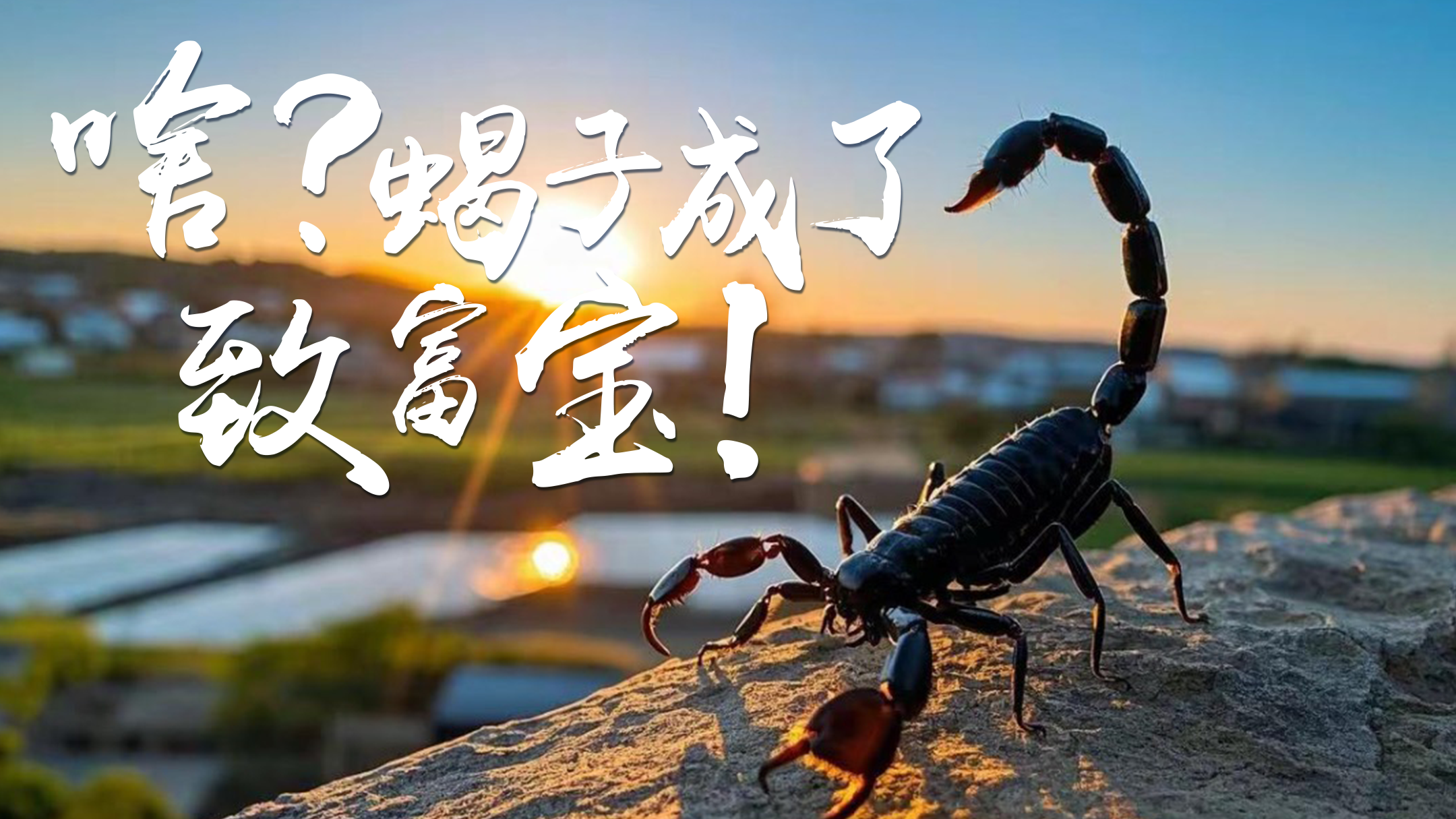 9.啥？蝎子成了致富宝横.png